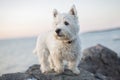 West highland white terrier a very good looking dog Royalty Free Stock Photo