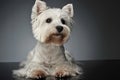 West Highland White Terrier watching on the dark photostudio