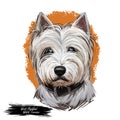 West Highland White Terrier or Westie dog breed portrait isolated on white. Digital art illustration, watercolor drawing of hand Royalty Free Stock Photo