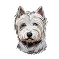 West Highland White Terrier or Westie dog breed portrait isolated on white. Digital art illustration, watercolor drawing of hand Royalty Free Stock Photo