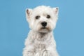 West highland white terrier or westie dog portrait looking at the camera in the middle on a blue background Royalty Free Stock Photo