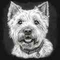 West Highland White Terrier, Westie, engraving style, close-up portrait, black and white drawing, cute dog Royalty Free Stock Photo