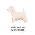 West Highland White Terrier or Westie. Lovely funny dog of working breed isolated on white background. Fluffy adorable