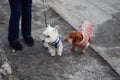 West Highland White Terrier Westie met dachhund at walk, Kyiv, Ukraine Royalty Free Stock Photo