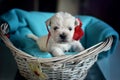 West Highland White Terrier Westie Puppies Royalty Free Stock Photo