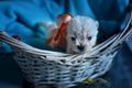 West Highland White Terrier Westie Puppies Royalty Free Stock Photo