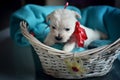 West Highland White Terrier Westie Puppies Royalty Free Stock Photo