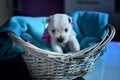 West Highland White Terrier Westie Puppies Royalty Free Stock Photo