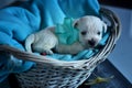 West Highland White Terrier Westie Puppies Royalty Free Stock Photo