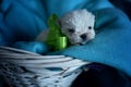 West Highland White Terrier Westie Puppies Royalty Free Stock Photo