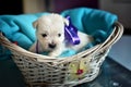 West Highland White Terrier Westie Puppies Royalty Free Stock Photo