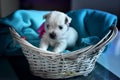 West Highland White Terrier Westie Puppies Royalty Free Stock Photo