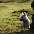 West Highland White Terrier, contemplating her next move! Royalty Free Stock Photo