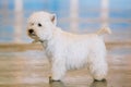 West Highland White Terrier, Westie, Westy, Dog