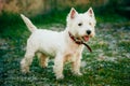 Small West Highland White Terrier - Westie, Westy Dog Royalty Free Stock Photo