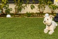 West Highland White Terrier Westy Enjoy A Day Of Rest In The Garden. September 28, 2019. Madrid. Spain. Relax Decoration