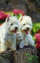 West Highland White Terrier or Westy, Mother with Pup