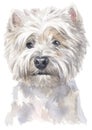 Water colour painting portrait of White Terrier 317