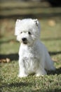 West Highland Wihte Terrrier dog purebred Royalty Free Stock Photo