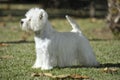 West Highland Wihte Terrrier dog purebred Royalty Free Stock Photo