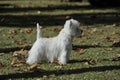 West Highland Wihte Terrrier dog purebred Royalty Free Stock Photo