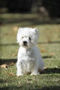 West Highland Wihte Terrrier dog purebred Royalty Free Stock Photo