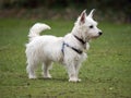 West Highlands Terrier Royalty Free Stock Photo