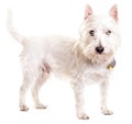 West Highlands White Terrier