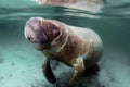West India Manatee Royalty Free Stock Photo