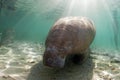 West India Manatee Royalty Free Stock Photo