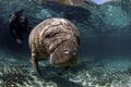 West India Manatee Royalty Free Stock Photo