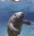 West India Manatee Royalty Free Stock Photo