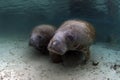 West India Manatee (Mother and Calve) Royalty Free Stock Photo