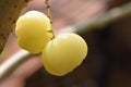 West Indian gooseberries with peduncle