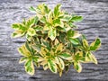 West Indian Jasmine is a low shrub in a potted.