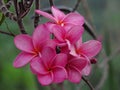 West Indian Jasmine Royalty Free Stock Photo