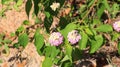 west Indian Lantana Camara or Spanish Flag Flower Clustered flowers on beautiful plant. Royalty Free Stock Photo