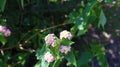 west indian Lantana Camara or Spanish Flag Flower Clustered flowers. Royalty Free Stock Photo