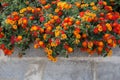 West Indian Lantana Flower