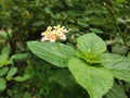 Beautiful West Indian Lantana Flower