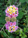 West Indian Lantana (Lantana Camera) Plant Blossoming.