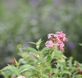 West Indian Lantana, Yellow pink flower Lantana camara, Verbenaceae blooming in garden on blurred of nature background Royalty Free Stock Photo