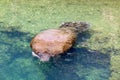 West Indian Manatee Royalty Free Stock Photo