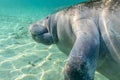 West Indian Manatee Approaches the Camera