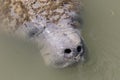 West Indian Manatee Royalty Free Stock Photo