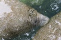 West Indian Manatee the head and nose