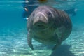 West Indian Manatee Royalty Free Stock Photo