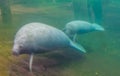 West indian manatee mother with calf, tropical sea cow specie from America Royalty Free Stock Photo