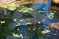 West Indian manatee Royalty Free Stock Photo