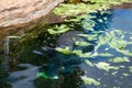 West Indian manatee Royalty Free Stock Photo